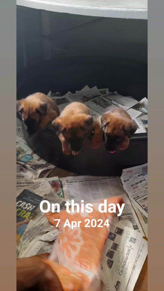TikTok video thumbnail by chrishutcherson31