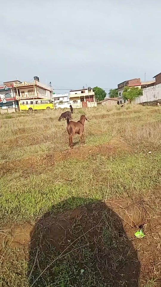 TikTok video thumbnail by sunitapariyar997