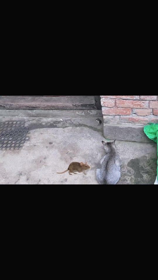 TikTok video thumbnail by drukpaimiser