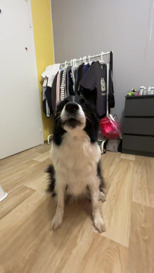 TikTok video thumbnail by shura_dog12