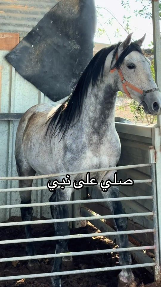 TikTok video thumbnail by eheaalasam
