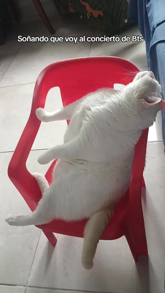 TikTok video thumbnail by catzaleza