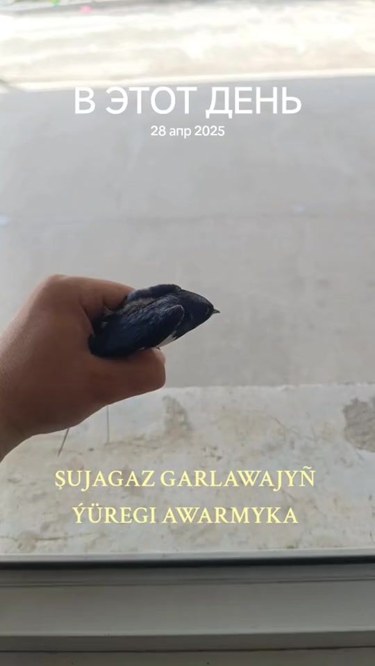 TikTok video thumbnail by useradmin29022000