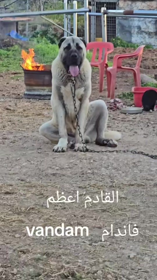 TikTok video thumbnail by othman_jaber