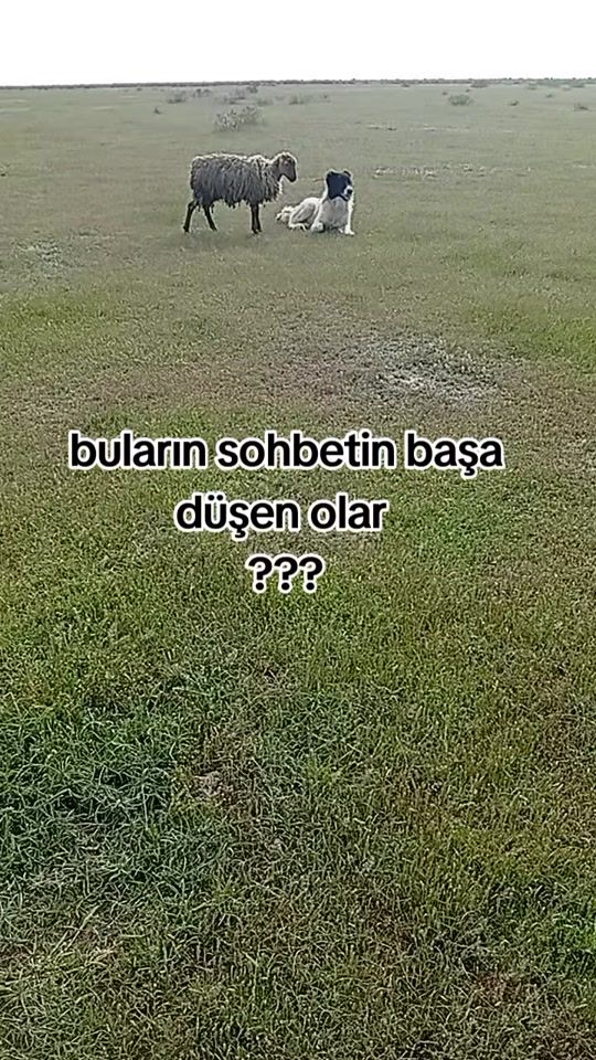 TikTok video thumbnail by daglar_oglu_o65_tural