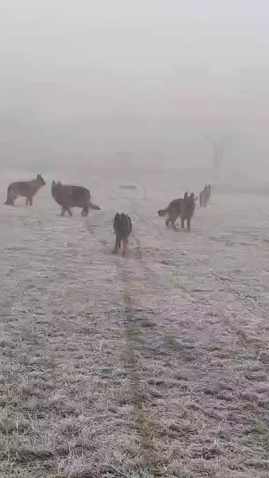 TikTok video thumbnail by pastorgerman1