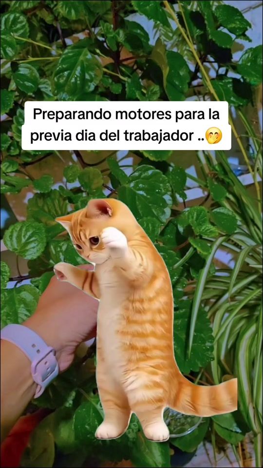 TikTok video thumbnail by caro_fabi_