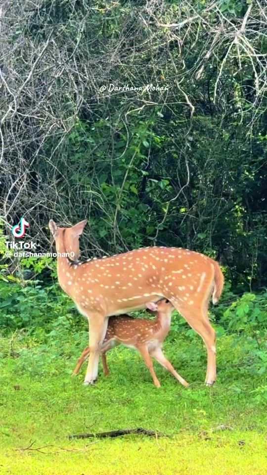 TikTok video thumbnail by arham00110
