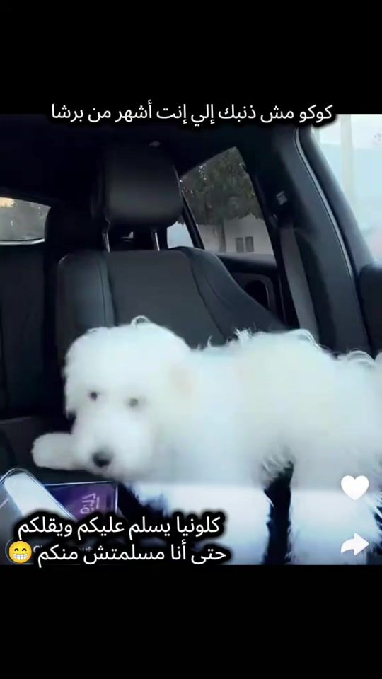 TikTok video thumbnail by mirsoududu