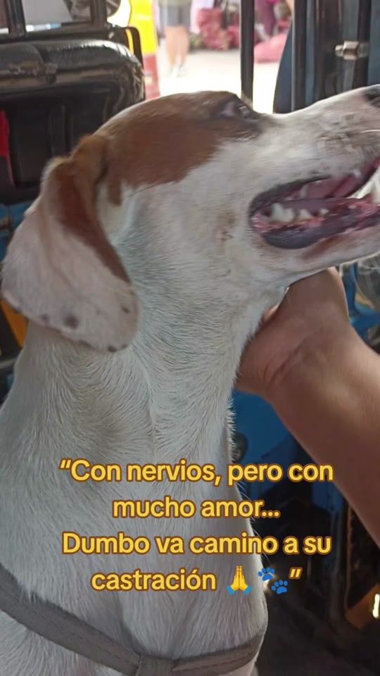TikTok video thumbnail by ayudaaunpeludo.peru