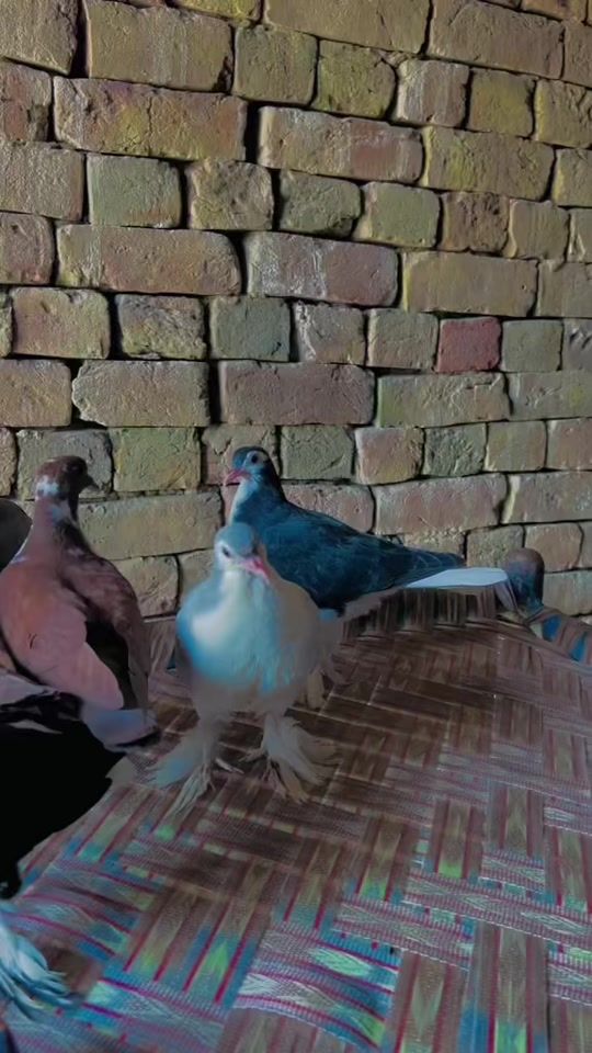 TikTok video thumbnail by 4kintezar