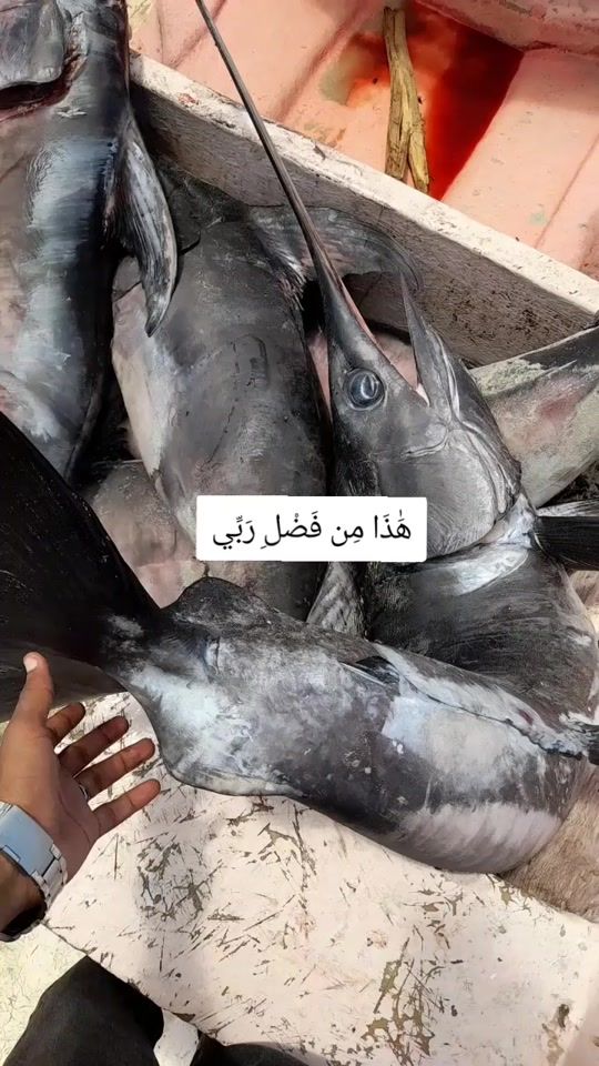 TikTok video thumbnail by apdallaarab