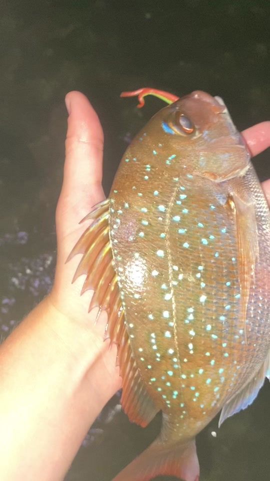 TikTok video thumbnail by lucy.fishingnz