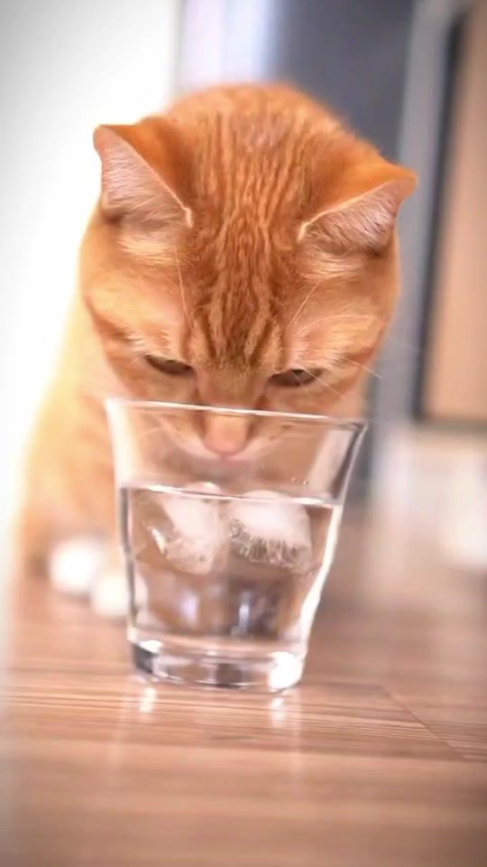 TikTok video thumbnail by gin.gira.ginta6