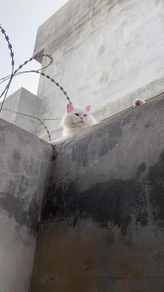 TikTok video thumbnail by _il219