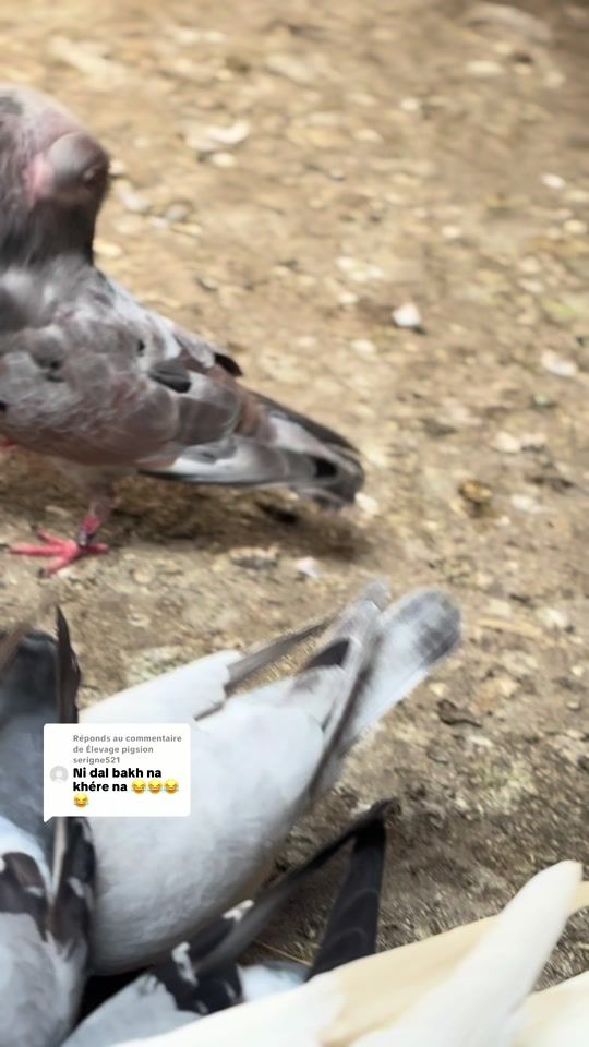 TikTok video thumbnail by faly_sarr