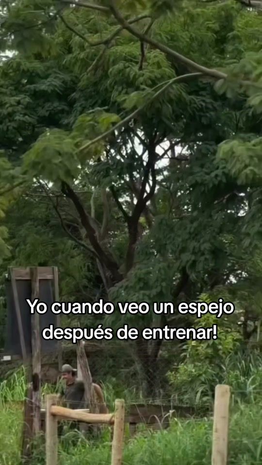 TikTok video thumbnail by melissamena80
