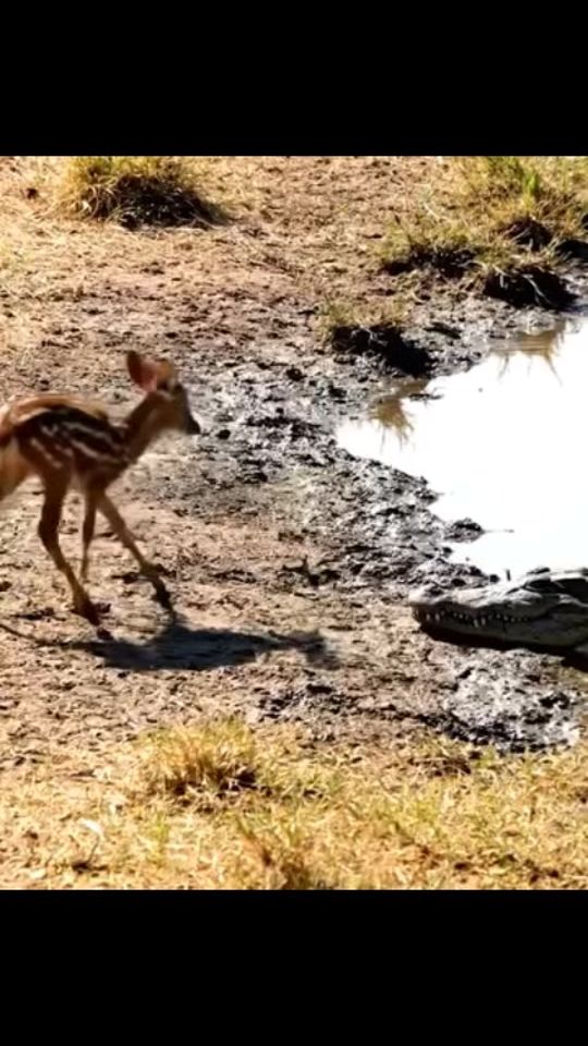 TikTok video thumbnail by bashka4497