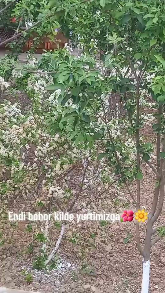 TikTok video thumbnail by muslima68336