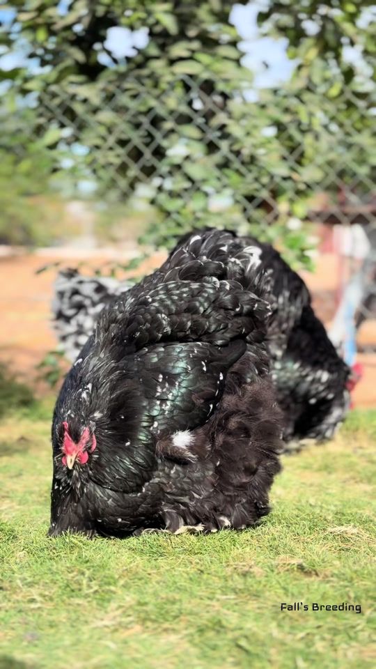 TikTok video thumbnail by falls_breeding