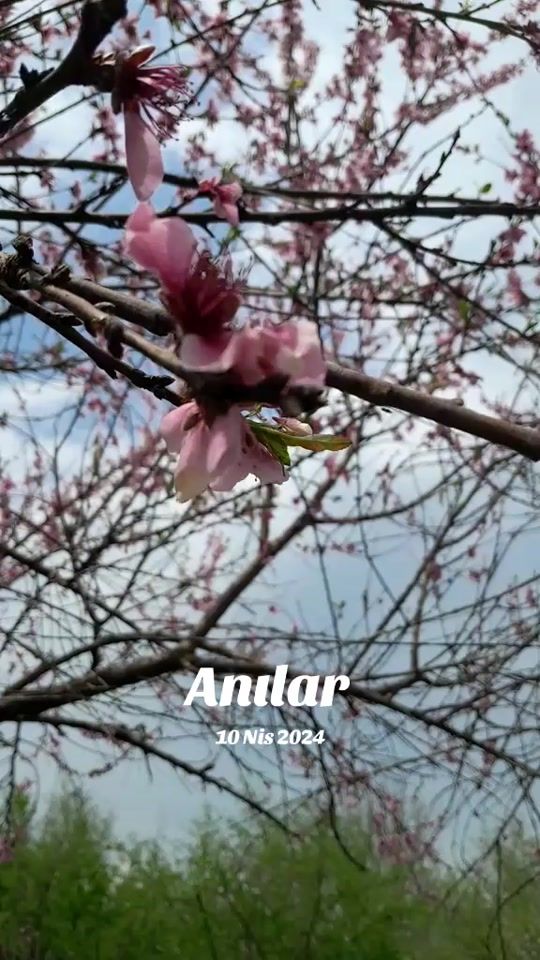 TikTok video thumbnail by beyaz_kum_3