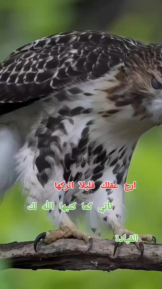 TikTok video thumbnail by 1234abdulrahim4