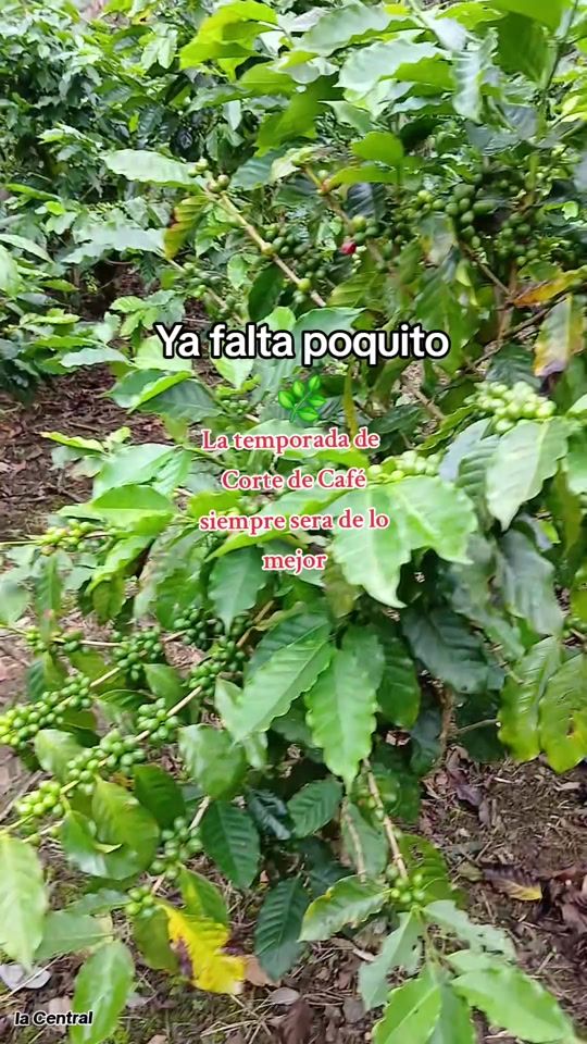 TikTok video thumbnail by lanzas25