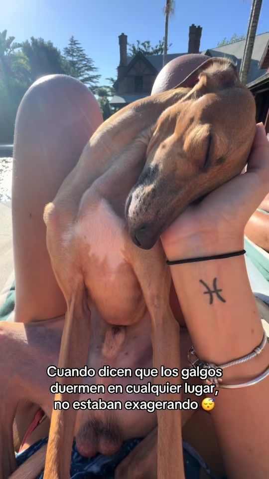 TikTok video thumbnail by miloiggy