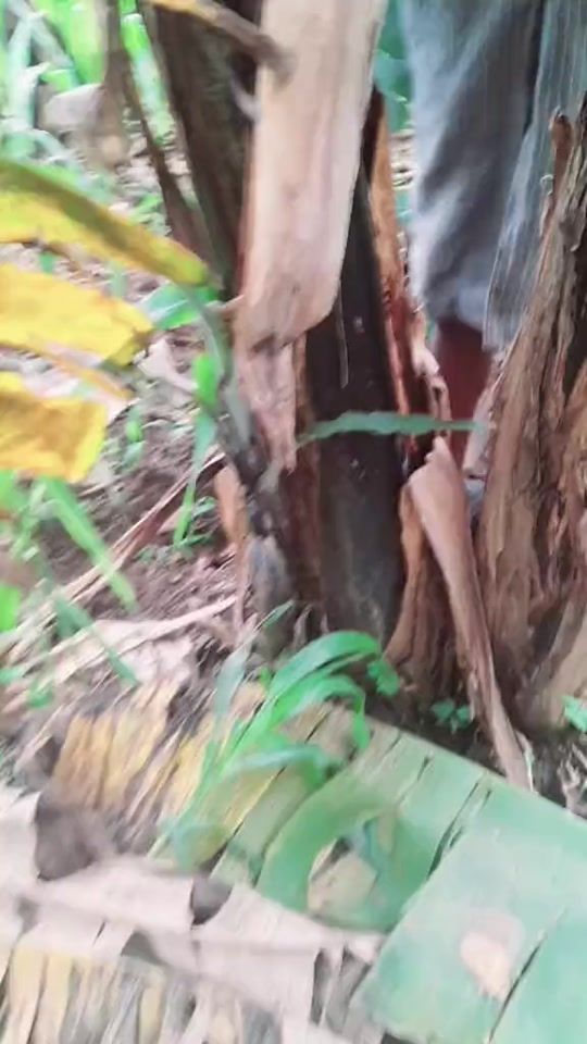 TikTok video thumbnail by monoeye2