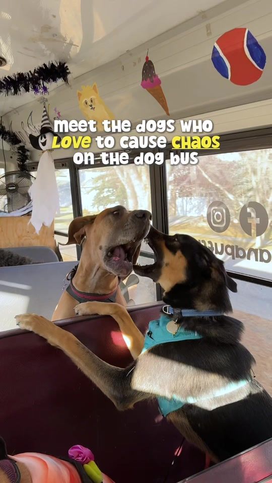 TikTok video thumbnail by ruffandpuffyyc