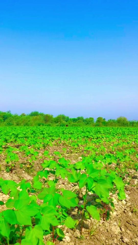 TikTok video thumbnail by farmer4680