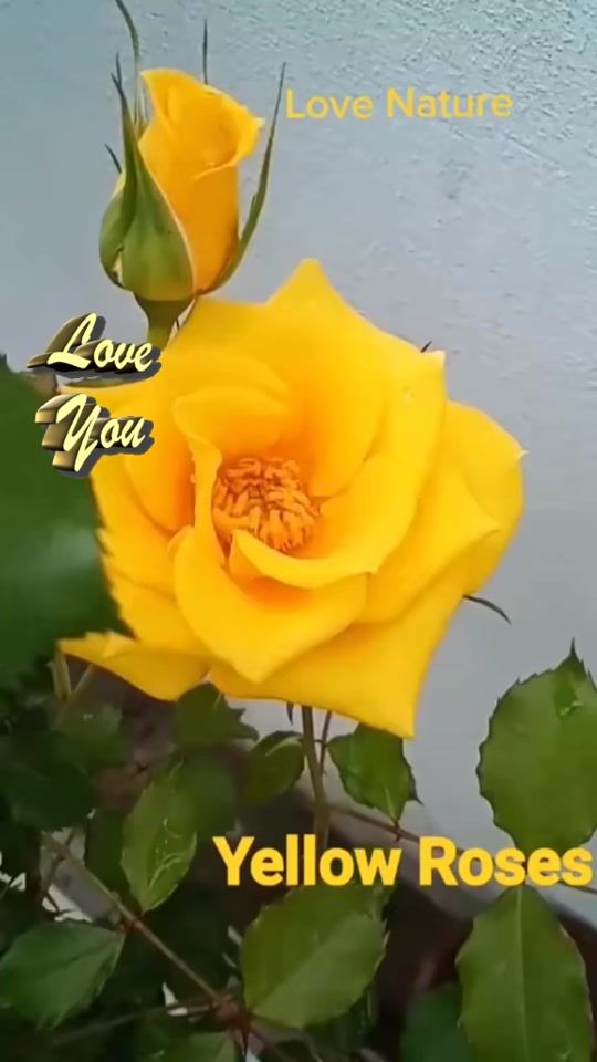 TikTok video thumbnail by loveplusnature