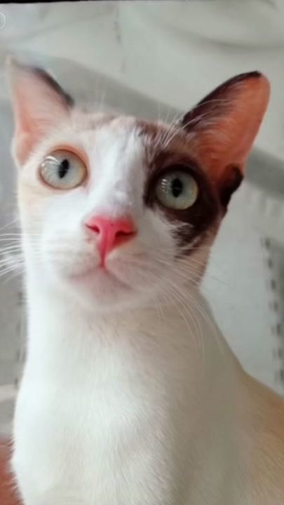 TikTok video thumbnail by august_654789
