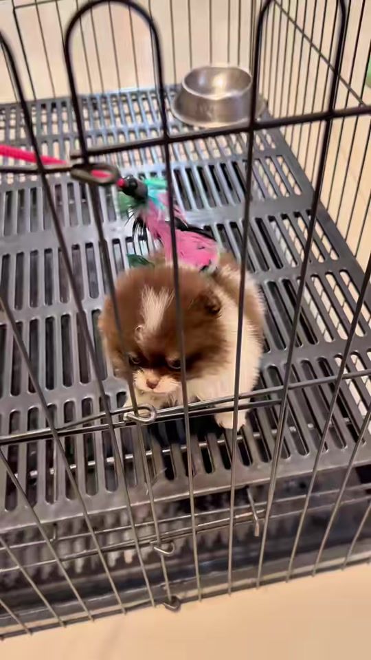 TikTok video thumbnail by cheezepompuppy