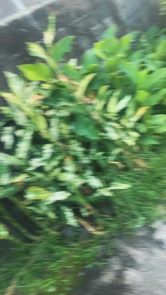 TikTok video thumbnail by teahi_kh