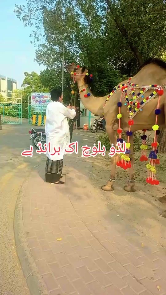 TikTok video thumbnail by ladobaloch55official09