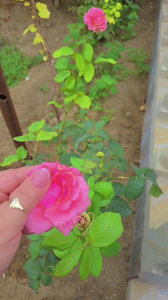 TikTok video thumbnail by nur.gul.eli.l