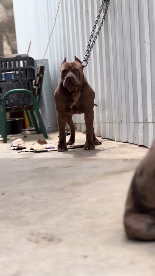 TikTok video thumbnail by ibrheem.imwase