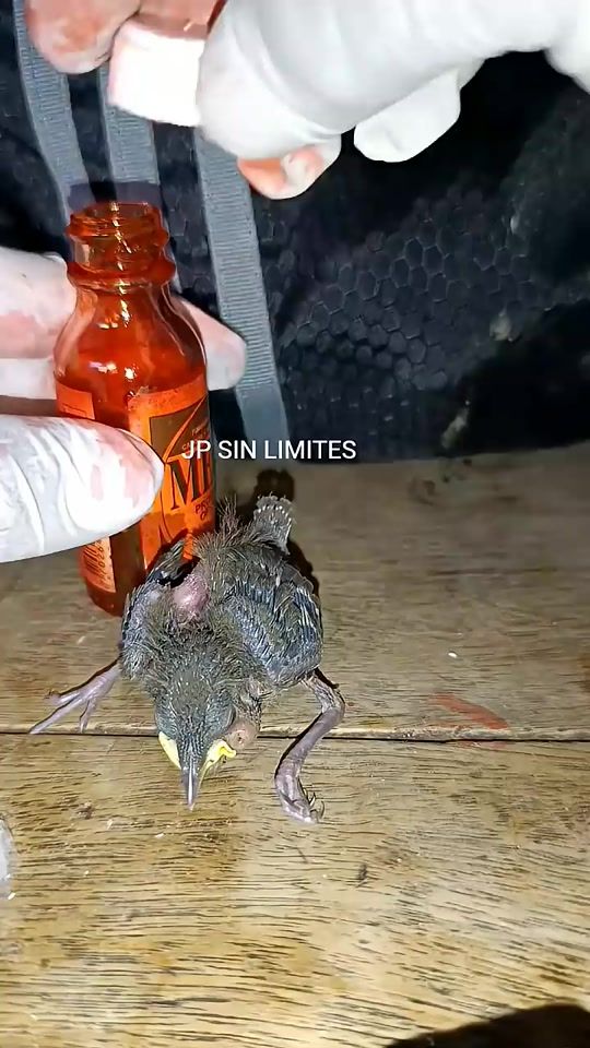 TikTok video thumbnail by j.p.sin.limites