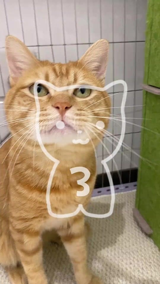 TikTok video thumbnail by sr_kittyyyy