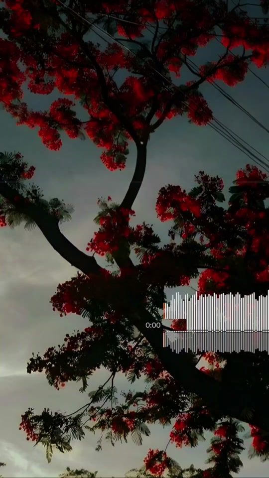 TikTok video thumbnail by ib_r1425