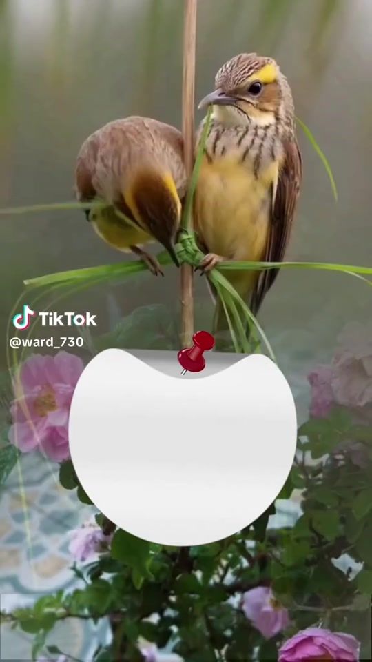 TikTok video thumbnail by karima.naffeti