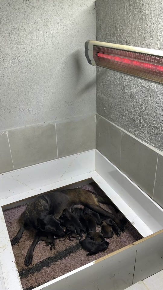 TikTok video thumbnail by belcika.malinoispuppy