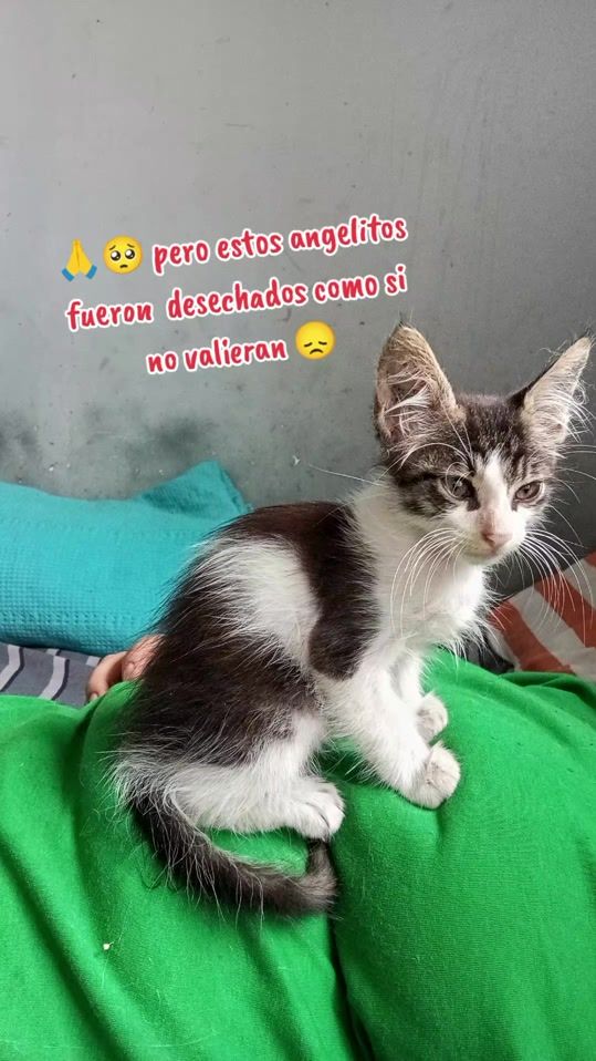 TikTok video thumbnail by refugiogatoamor