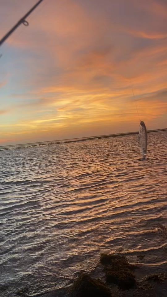 TikTok video thumbnail by bohdi.fishos