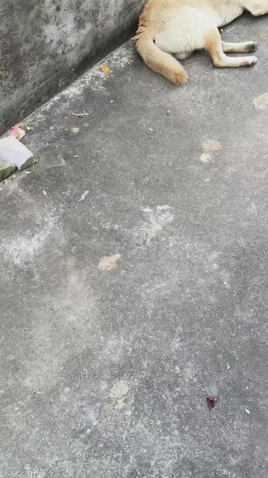 TikTok video thumbnail by petlovefunny47