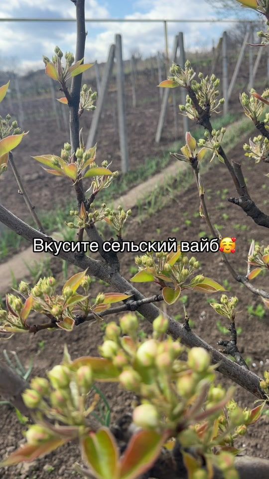 TikTok video thumbnail by cheprazova1