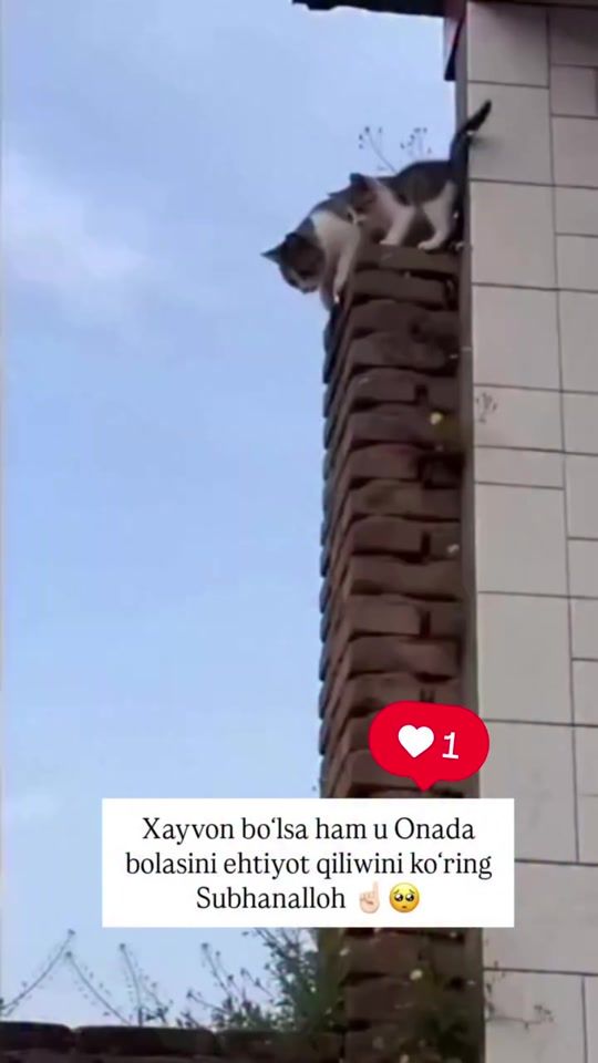 TikTok video thumbnail by xechnima__yoq