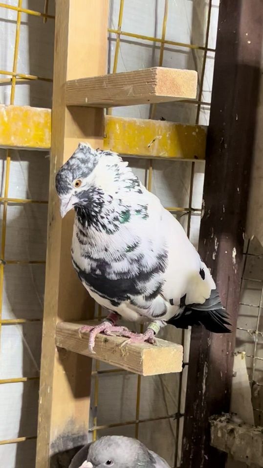 TikTok video thumbnail by mala_araz