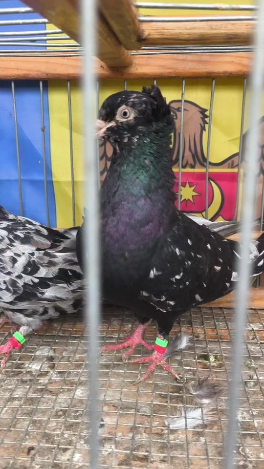 TikTok video thumbnail by jora8406